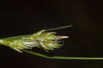 Florida sedge